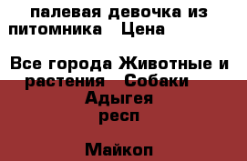 палевая девочка из питомника › Цена ­ 40 000 - Все города Животные и растения » Собаки   . Адыгея респ.,Майкоп г.